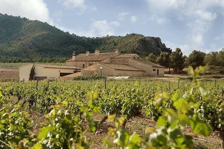 Alicante Full-Day Wine Tour Two Wineries & Tastings