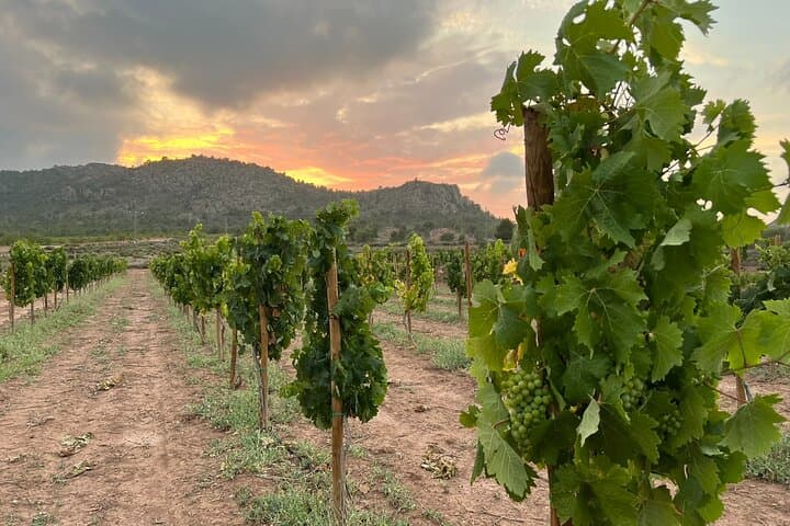 Alicante Full-Day Wine Tour Two Wineries & Tastings