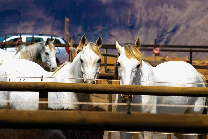 Lanzarote: Volcanic Landscape Horseback Riding Tour
