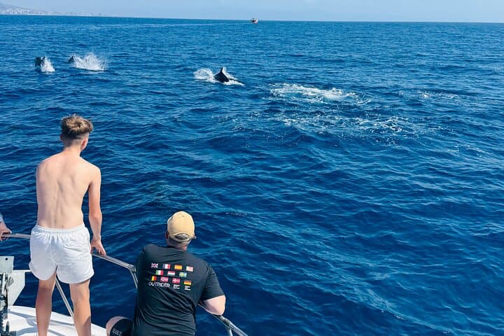 Dolphin Watching in Benalmadena
