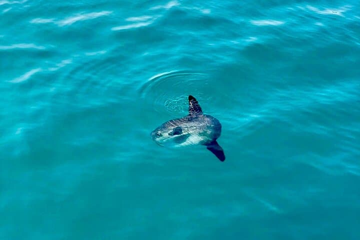 Dolphin Watching in Benalmadena