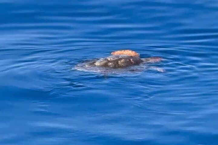 Dolphin Watching in Benalmadena