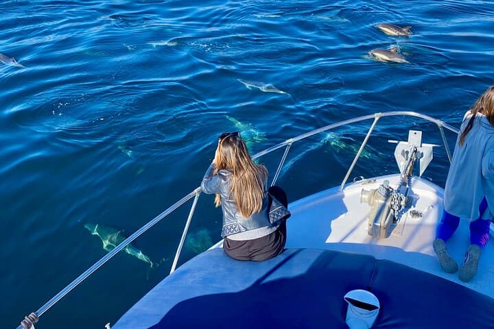 Dolphin Watching in Benalmadena