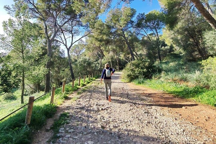 Palma Forest and Old Town E-bike tour and Bellver Castle Hike