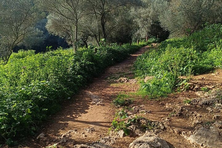 Palma Forest and Old Town E-bike tour and Bellver Castle Hike
