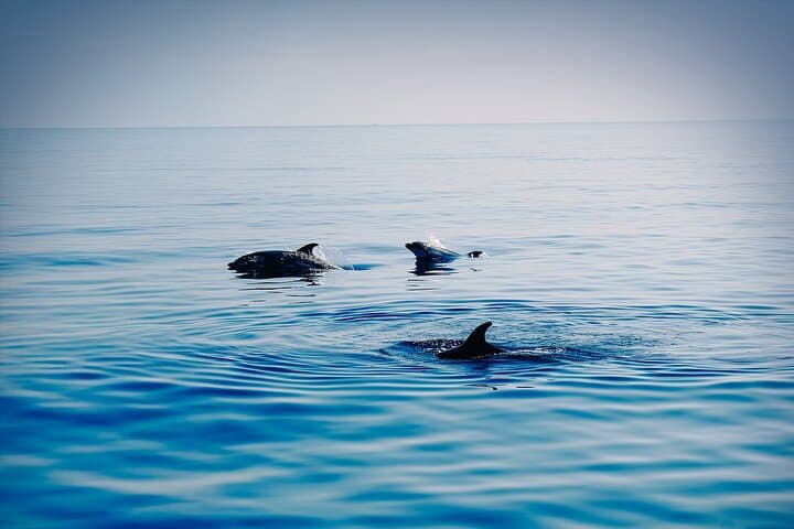 La Herradura: Sailboat with a view of dolphins-Shared