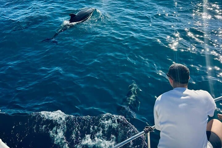 Dolphin watching in Benalmadena