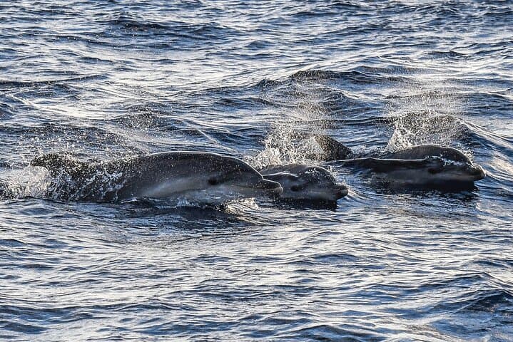 S'Arenal Dolphin Watching Boat Tour