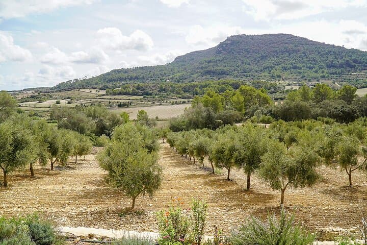 Farm olive trees