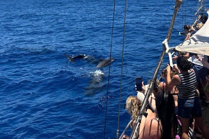 Tenerife: Whale & Dolphin Watching Cruise & Swim, Los Cristianos