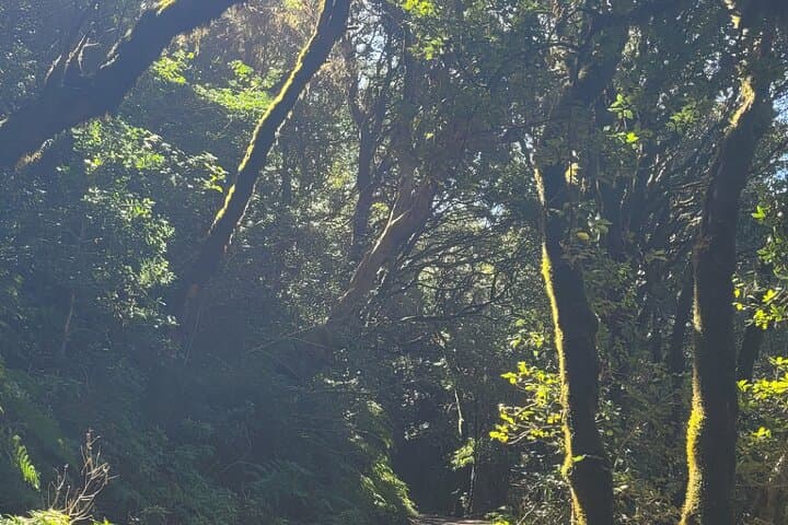 Tenerife Anaga Mountains circular hike in the Laurel Forest max 12 Pers.