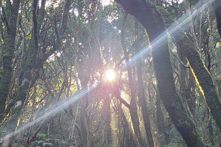 Tenerife Anaga Mountains circular hike in the Laurel Forest max 12 Pers.