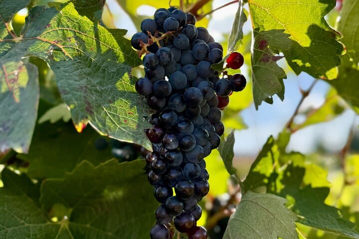 Vine
