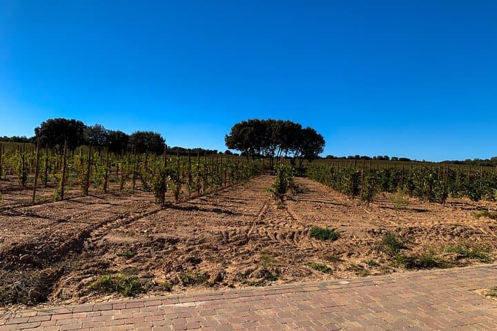 Ribera del Duero Wine Escape from Madrid Curated Tastings