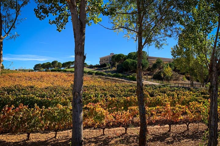 Ribera del Duero Wine Escape from Madrid Curated Tastings
