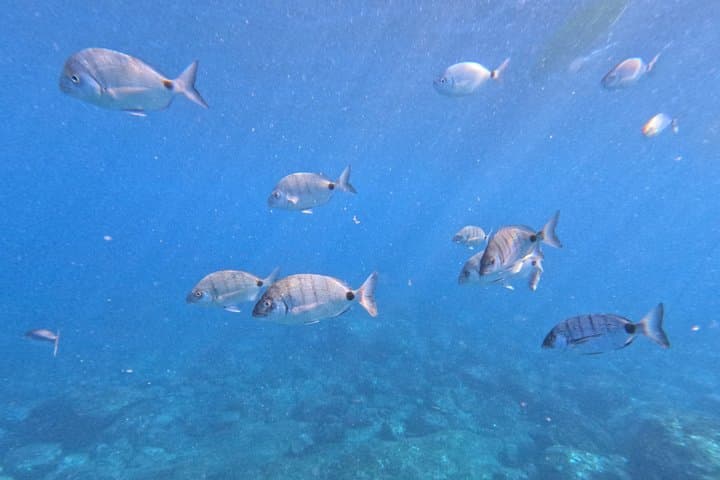 Guided kayaking and snorkeling adventure in Tenerife