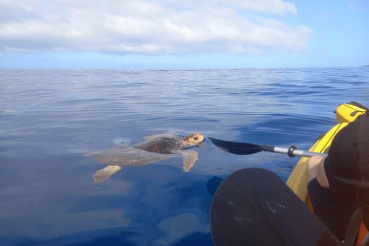 Guided kayaking and snorkeling adventure in Tenerife