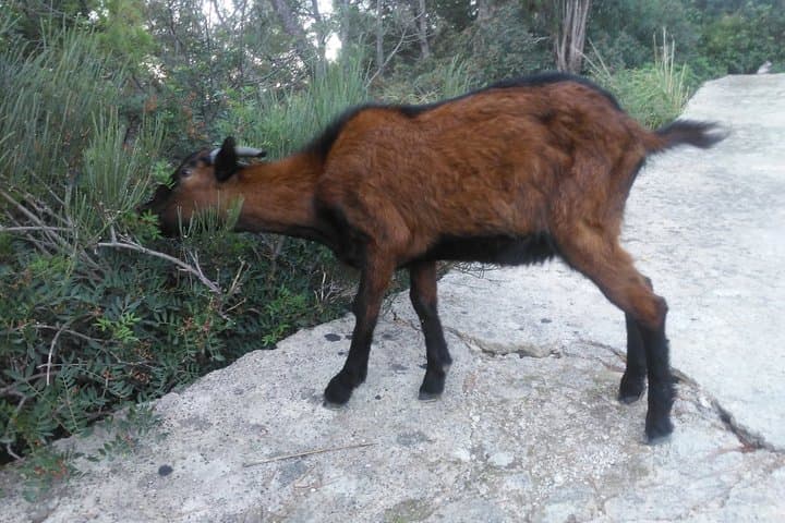 Guided Hike from Port d'Andratx to Sant Elm with Scenic Views