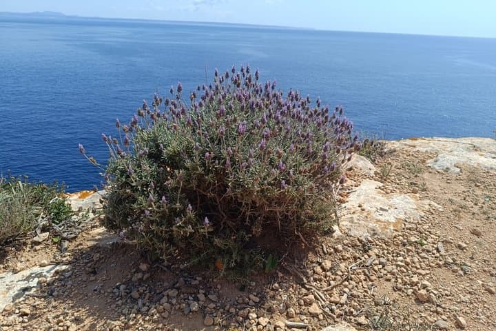 Guided Hike from Port d'Andratx to Sant Elm with Scenic Views