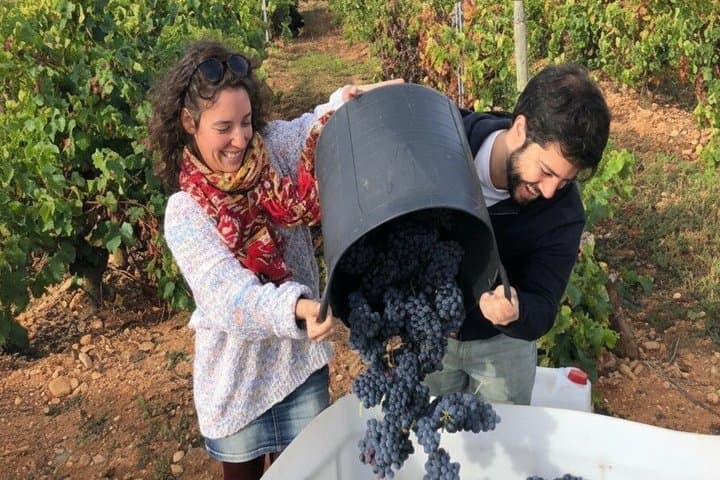 Be a Farmer for a Day and join us in seasonal 
vineyard tasks such as pruning, green harvesting, or 
grape picking, depending on the time of year.