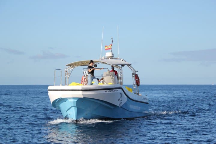 Whale watching La Gomera