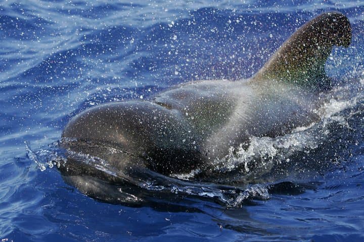 3 hrs Boat Excursion for whale watching from Valle GR (La Gomera)