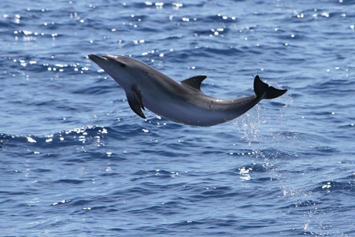 3 hrs Boat Excursion for whale watching from Valle GR (La Gomera)