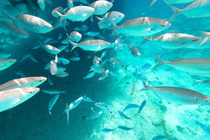 Snorkel Safari 3h Boat Trip in Menorca