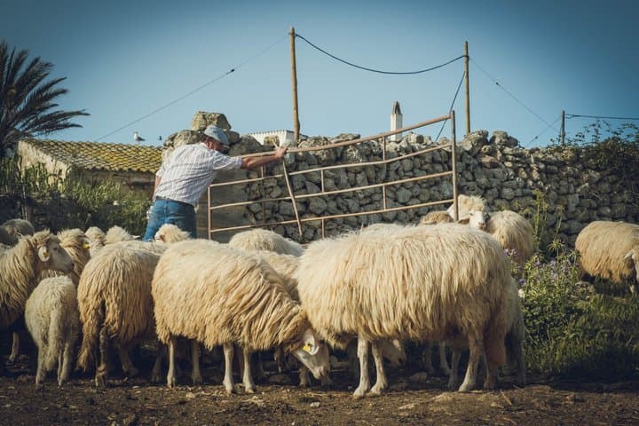 Menorca: Cheesemaking and Farm-Fresh Product Tasting