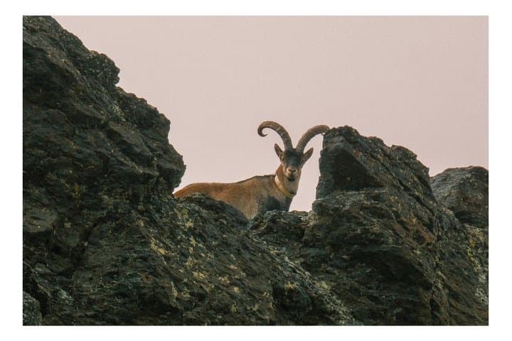 From Granada: Sierra Nevada Safari tour up to 2500 meters high