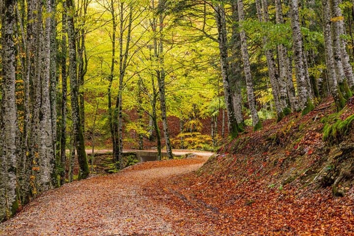 Day Trip to Irati Forest and Ochagavia from Pamplona