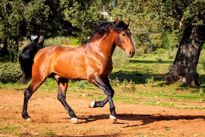 Visita Entre Toros y Caballos