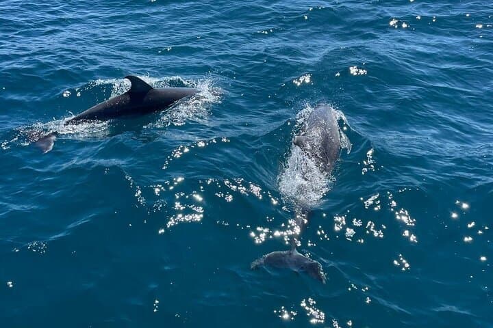 Eco-Dolphin Expedition in La Duquesa - Intimate Navigation and Cava
