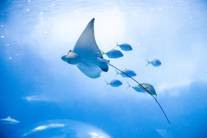 Las Palmas Shopping and Poema del Mar Aquarium