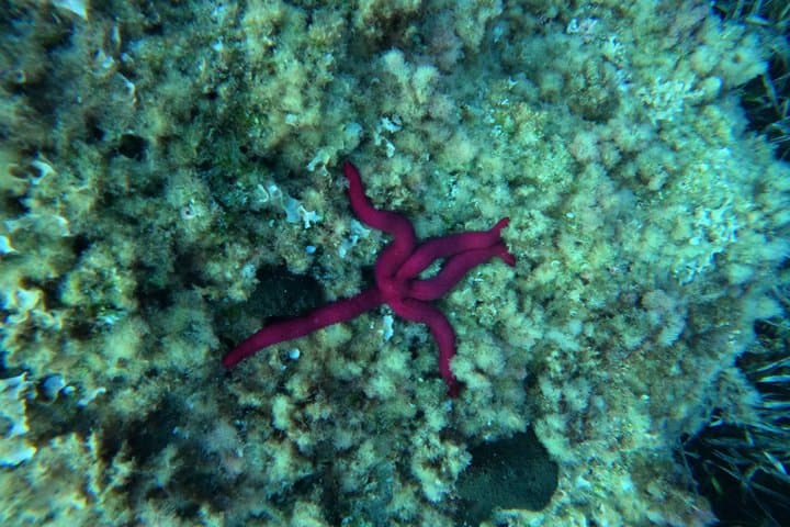 Mallorca: Scuba Diver Course in 1 Day