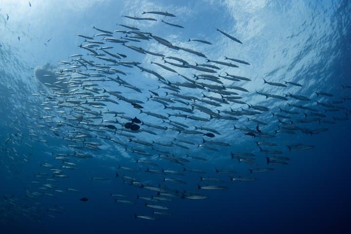 Double Diving Qualified Dives in the Minorca Marine Reserve