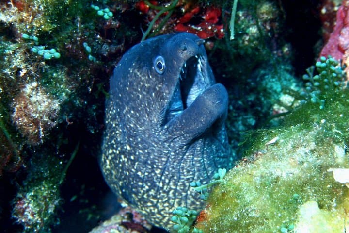 Double Diving Qualified Dives in the Minorca Marine Reserve