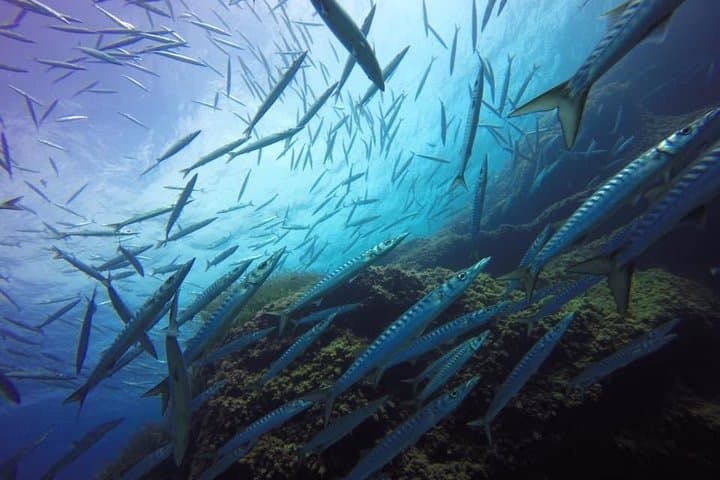 Double Diving Qualified Dives in the Minorca Marine Reserve