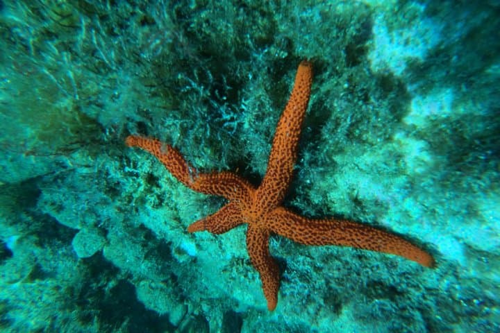 Guided Kayak & Snorkel tour to Costa Brava: Small Group and Lunch