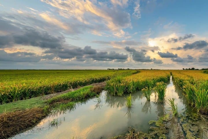 From Alicante: Day trip to Valencia and boat trip in the Albufera