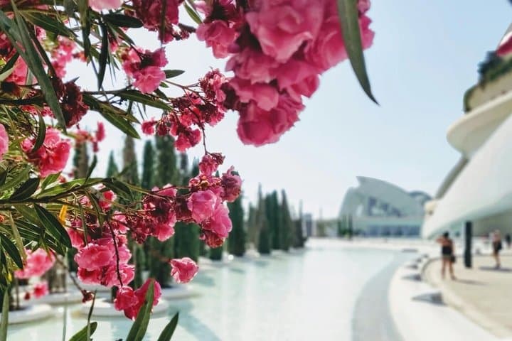 From Alicante: Day trip to Valencia and boat trip in the Albufera