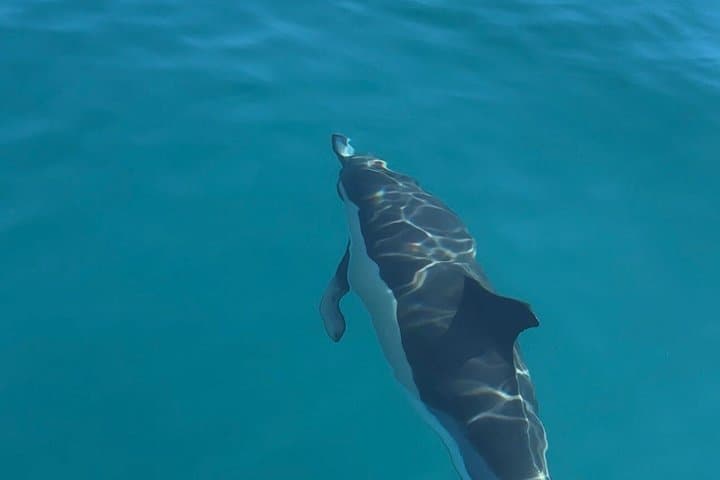 Benalmadena Catamaran : Dolphins, Tapas and Sea Baths 2hrs. 30min.