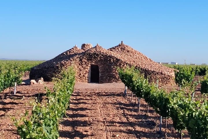 Vineyards and hype with family tasting