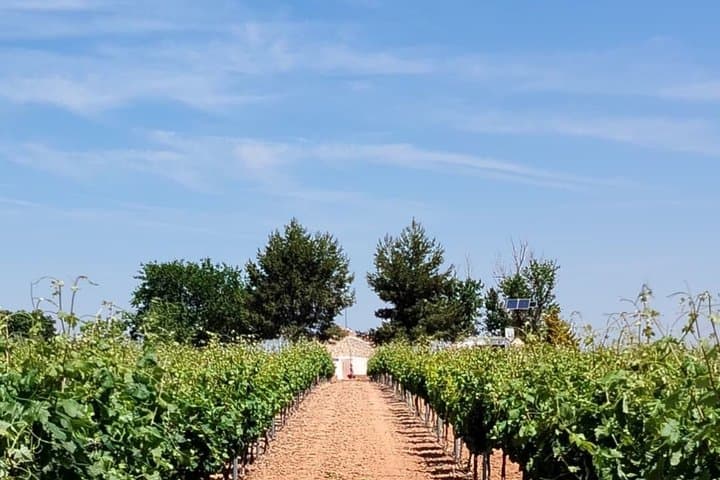 Vineyards and hype with family tasting
