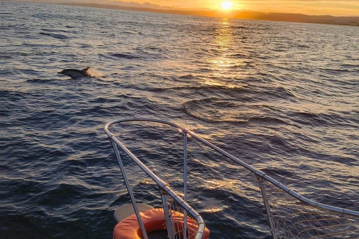 Dolphin Searching Sunset Cruise with Bottle of Cava & Snacks