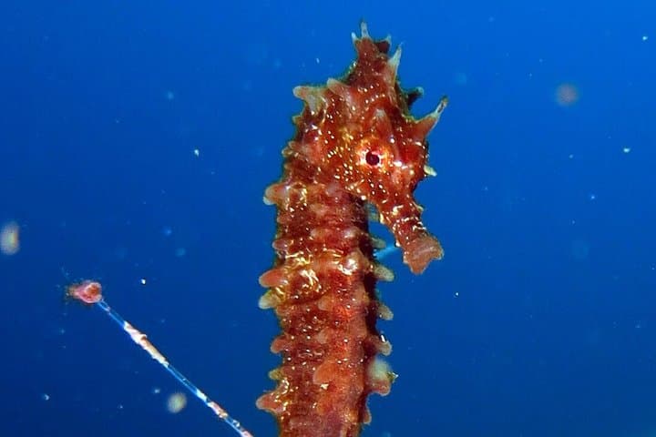 Diving activity much more than an Intro Dive