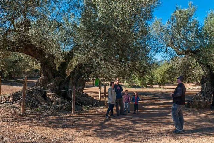 Mediterranean Flavors Sitges and Olive Oil Experience