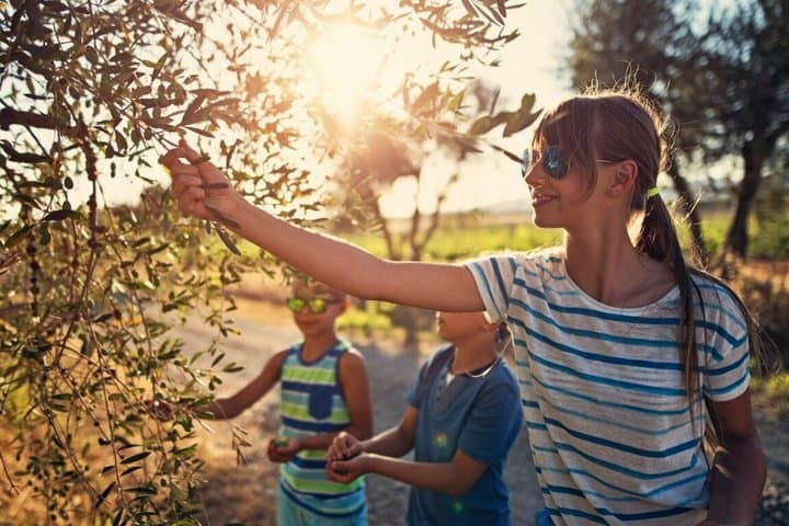 Mediterranean Flavors Sitges and Olive Oil Experience