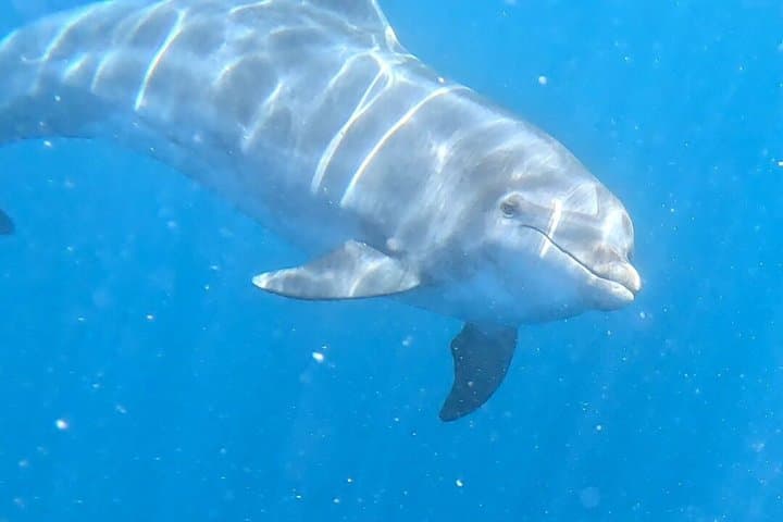 Kayaking Tour in the south of Tenerife