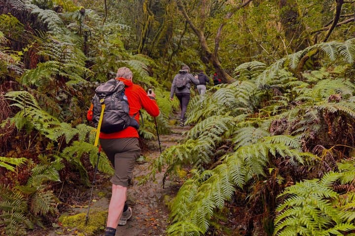 Anaga Mountains and Enchanted Forest, Tenerife Hiking Tour